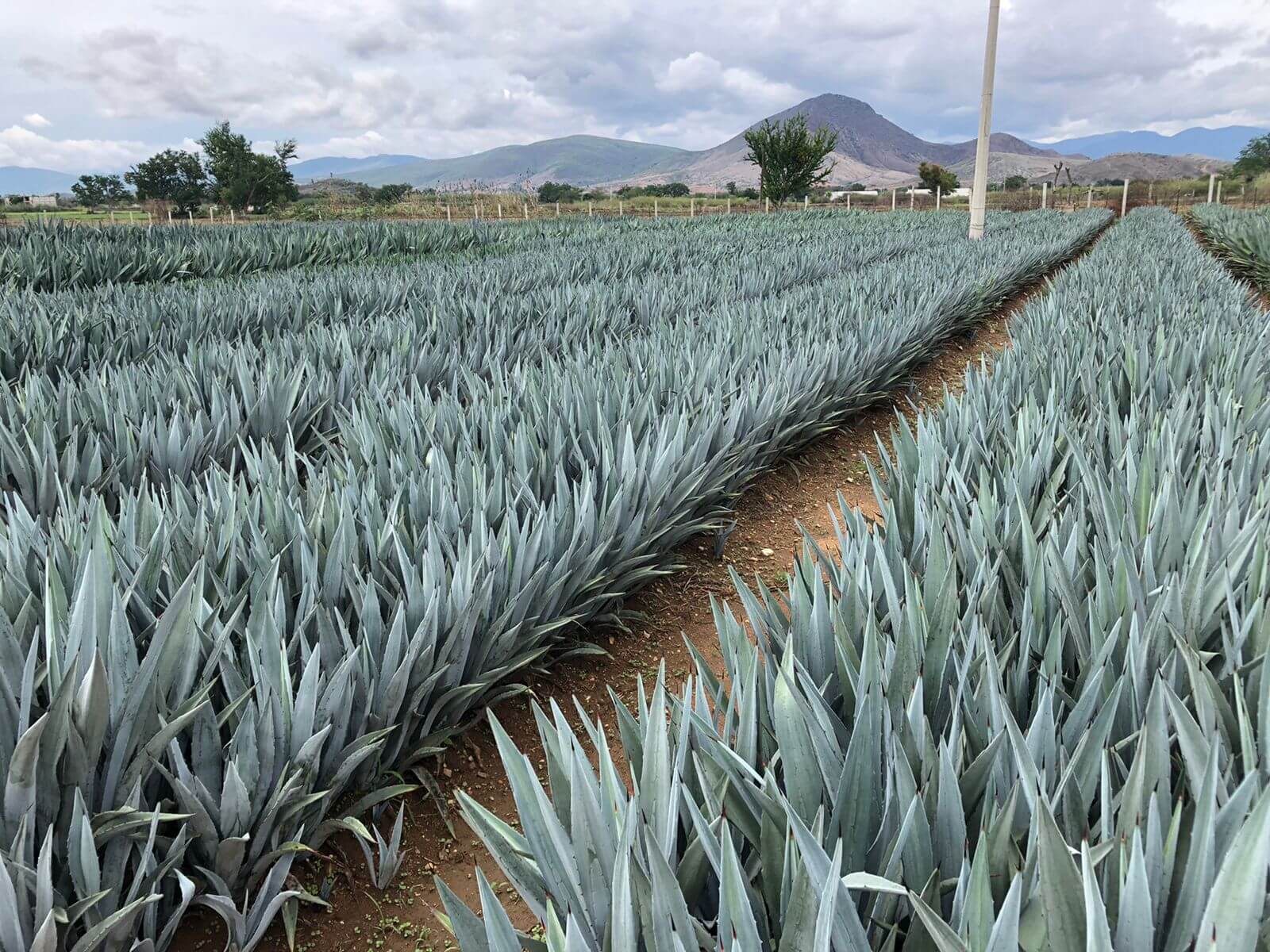 mezcal-fundadores-p2