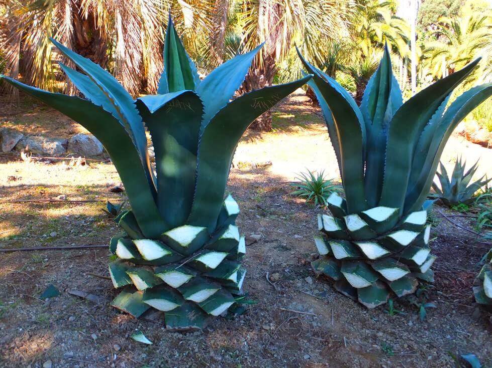 mezcal-fundadores-p5