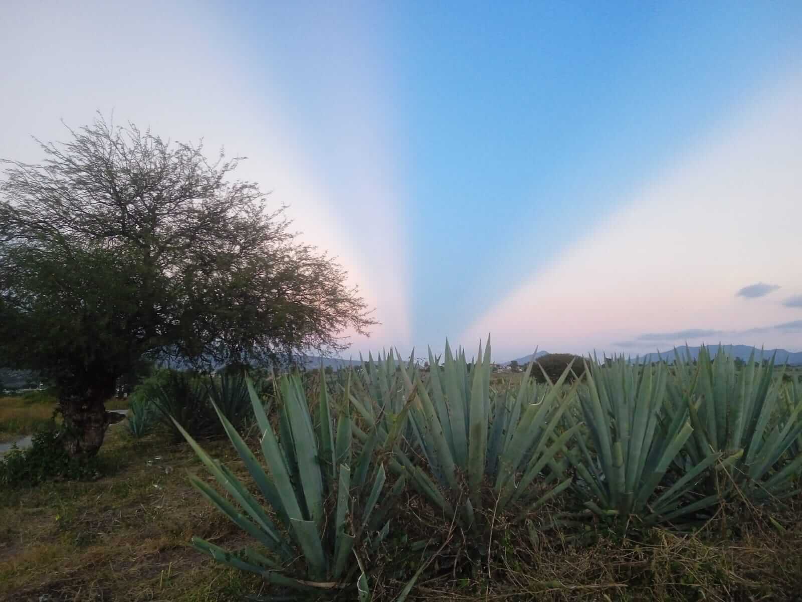 mezcal-fundadores-p5
